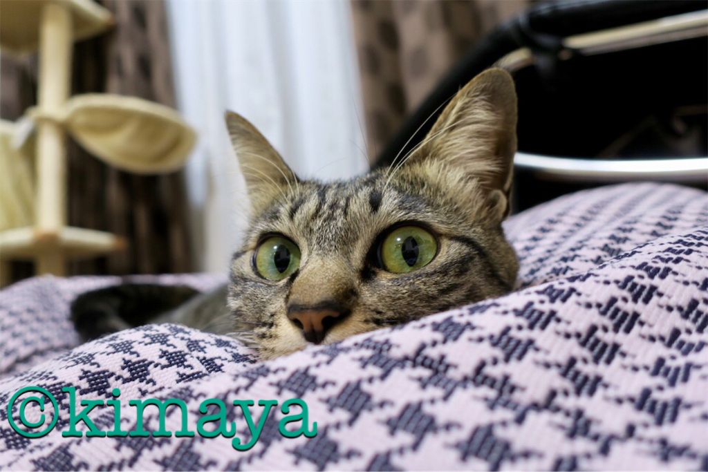 f:id:kimaya:20170212085846p:image f:id:kimaya:20170212085846p:image