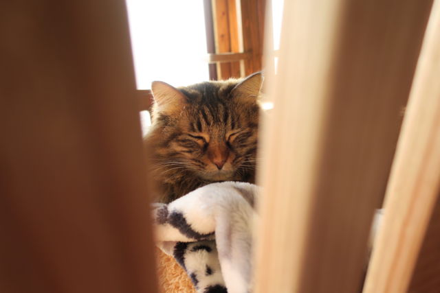 f:id:kimaya:20170302093848j:plain