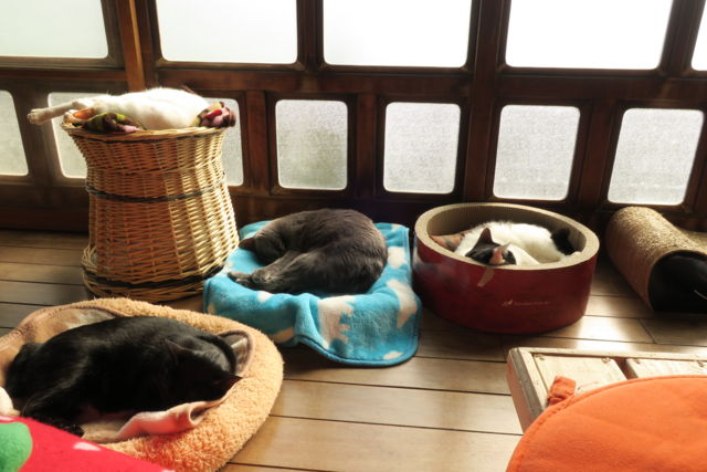 古民家保護猫カフェ　Cafe Gatto縁側