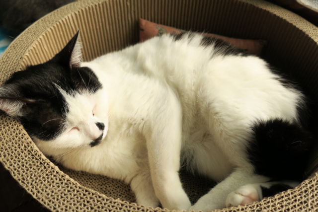 f:id:kimaya:20170302093853j:plain