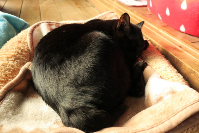 f:id:kimaya:20170302093859j:plain