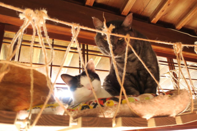 f:id:kimaya:20170302093900j:plain