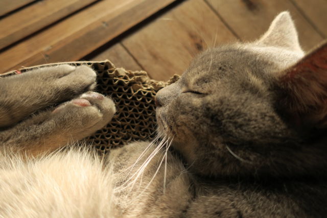 f:id:kimaya:20170302093901j:plain