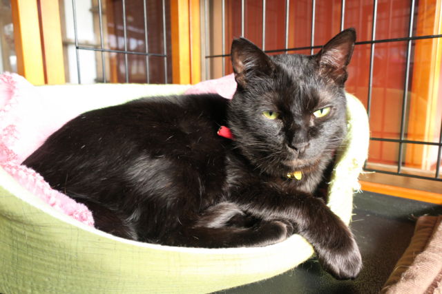 f:id:kimaya:20170302093906j:plain