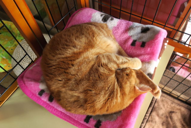 f:id:kimaya:20170302093911j:plain