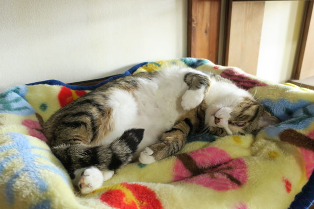古民家保護猫カフェ　Cafe Gattoの猫たち