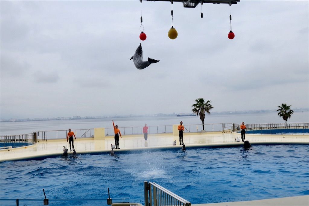 f:id:kimaya:20170531050226j:image マリンワールド海の中道のイルカはヒョイッと飛ぶ