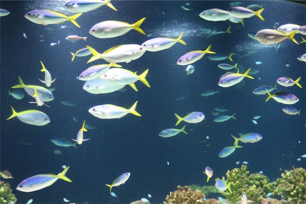 f:id:kimaya:20170531051330j:image