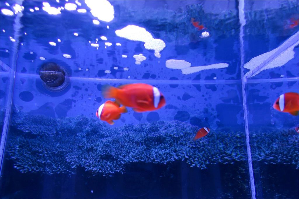 f:id:kimaya:20170531051355j:image