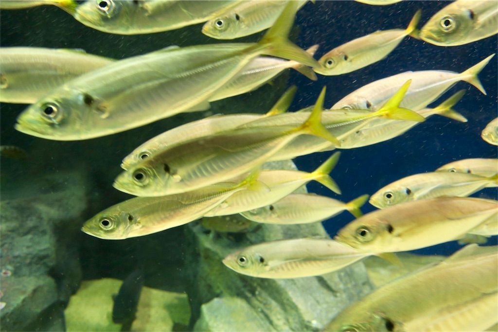 f:id:kimaya:20170531051416j:image