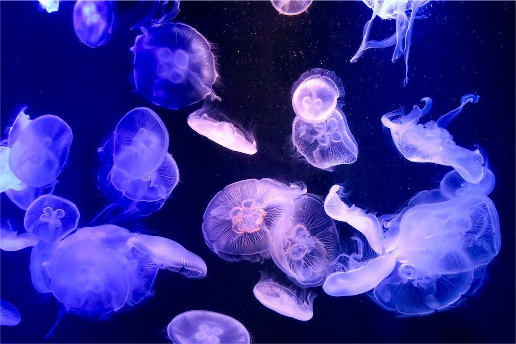 f:id:kimaya:20170531051503j:image