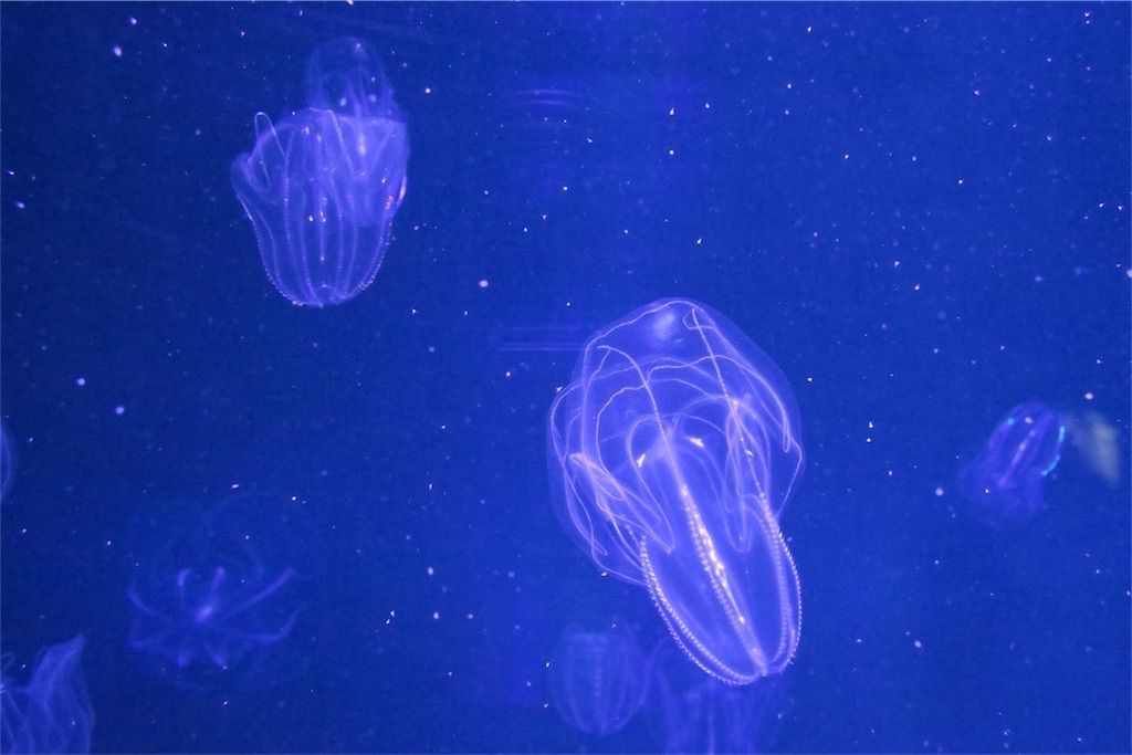 f:id:kimaya:20170531051549j:image