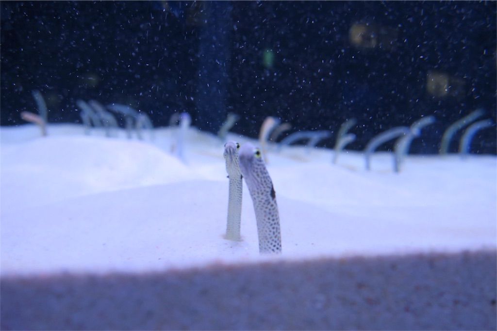 f:id:kimaya:20170531051722j:image