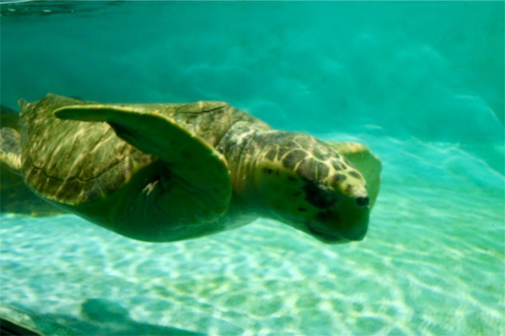 f:id:kimaya:20170531051816j:image