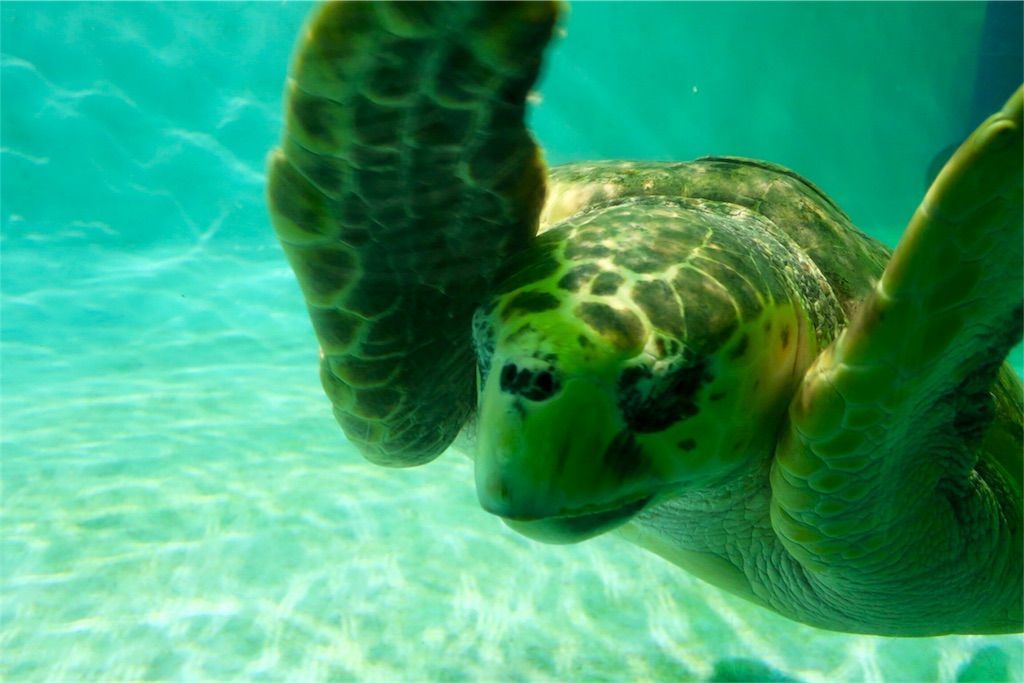 f:id:kimaya:20170531051838j:image