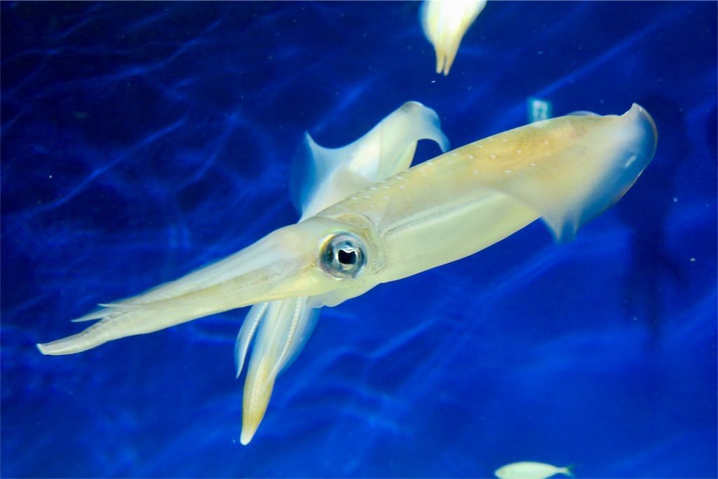 f:id:kimaya:20170531051901j:image