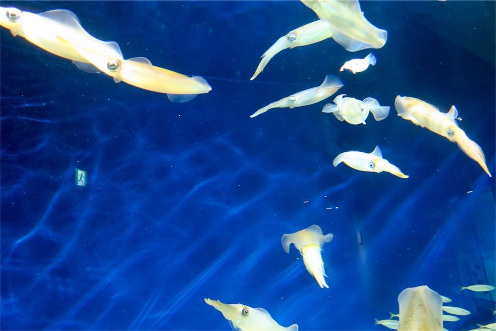 f:id:kimaya:20170531051934j:image