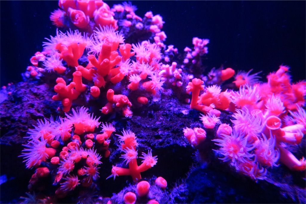 f:id:kimaya:20170531051957j:image