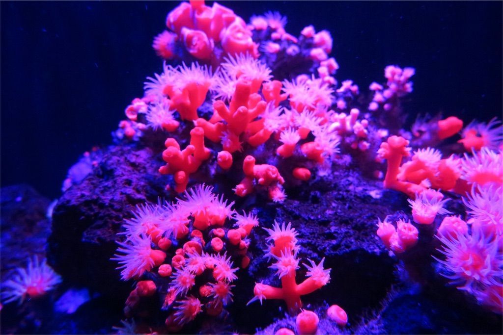 f:id:kimaya:20170531052019j:image