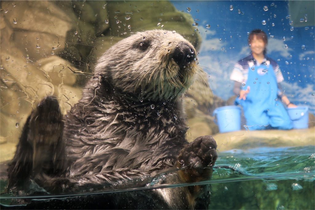 f:id:kimaya:20170531052311j:image