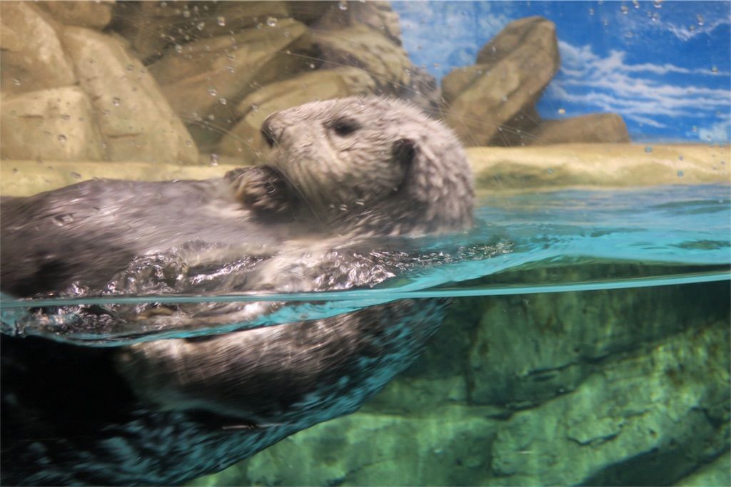 f:id:kimaya:20170531052436j:image