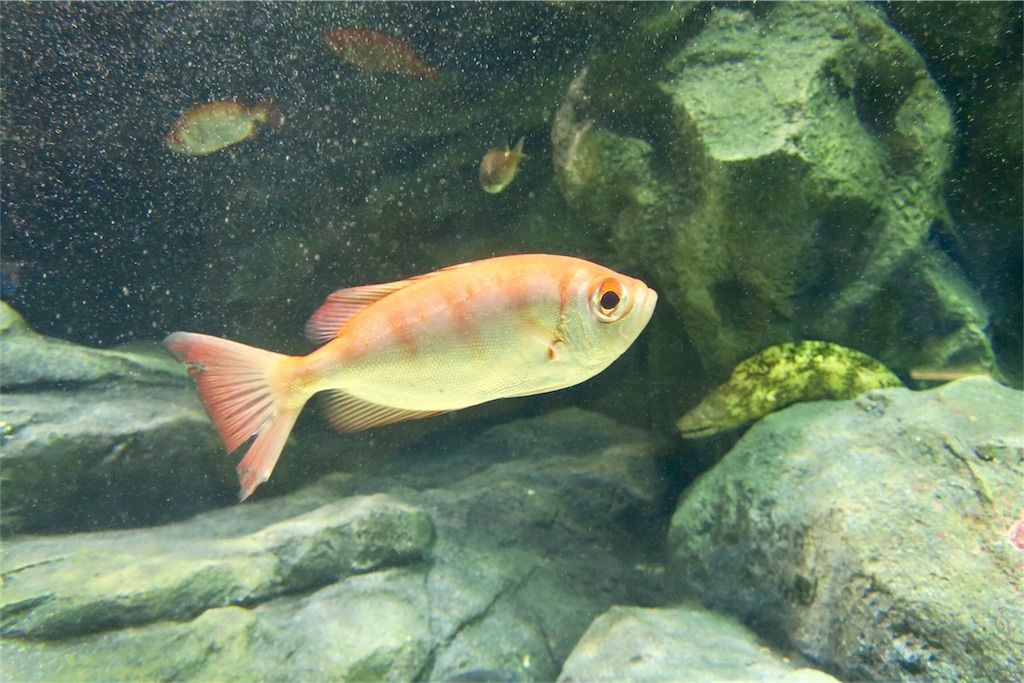 f:id:kimaya:20170531052644j:image