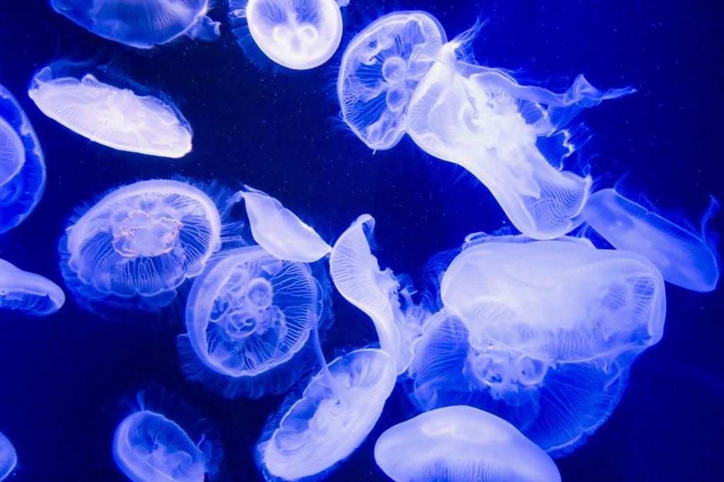 f:id:kimaya:20180715143341j:plain