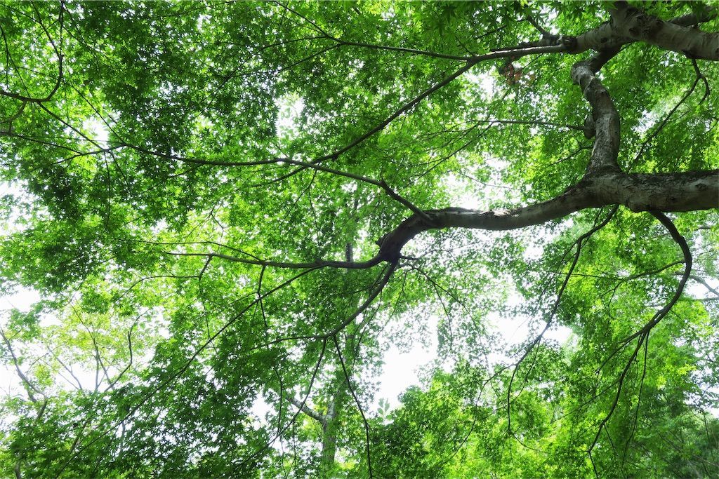 竈門神社の木々