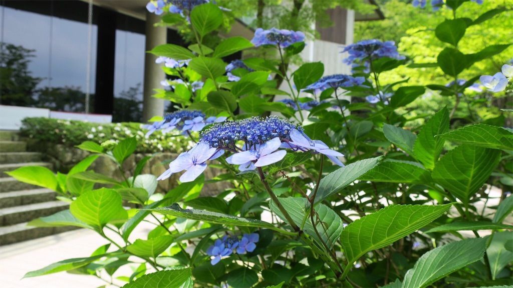 f:id:kimaya:20190624125213j:image 竈門神社あじさい