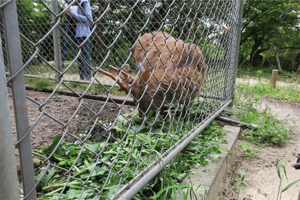 f:id:kimaya:20190624125221j:image 竈門神社の鹿