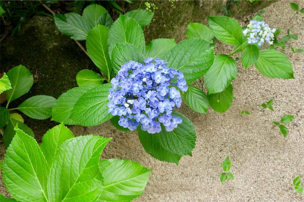 竈門神社　あじさい