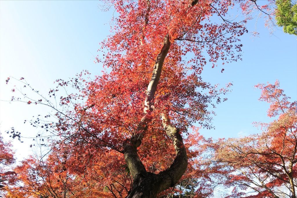 f:id:kimaya:20201115122748j:image f:id:kimaya:20201115122748j:image