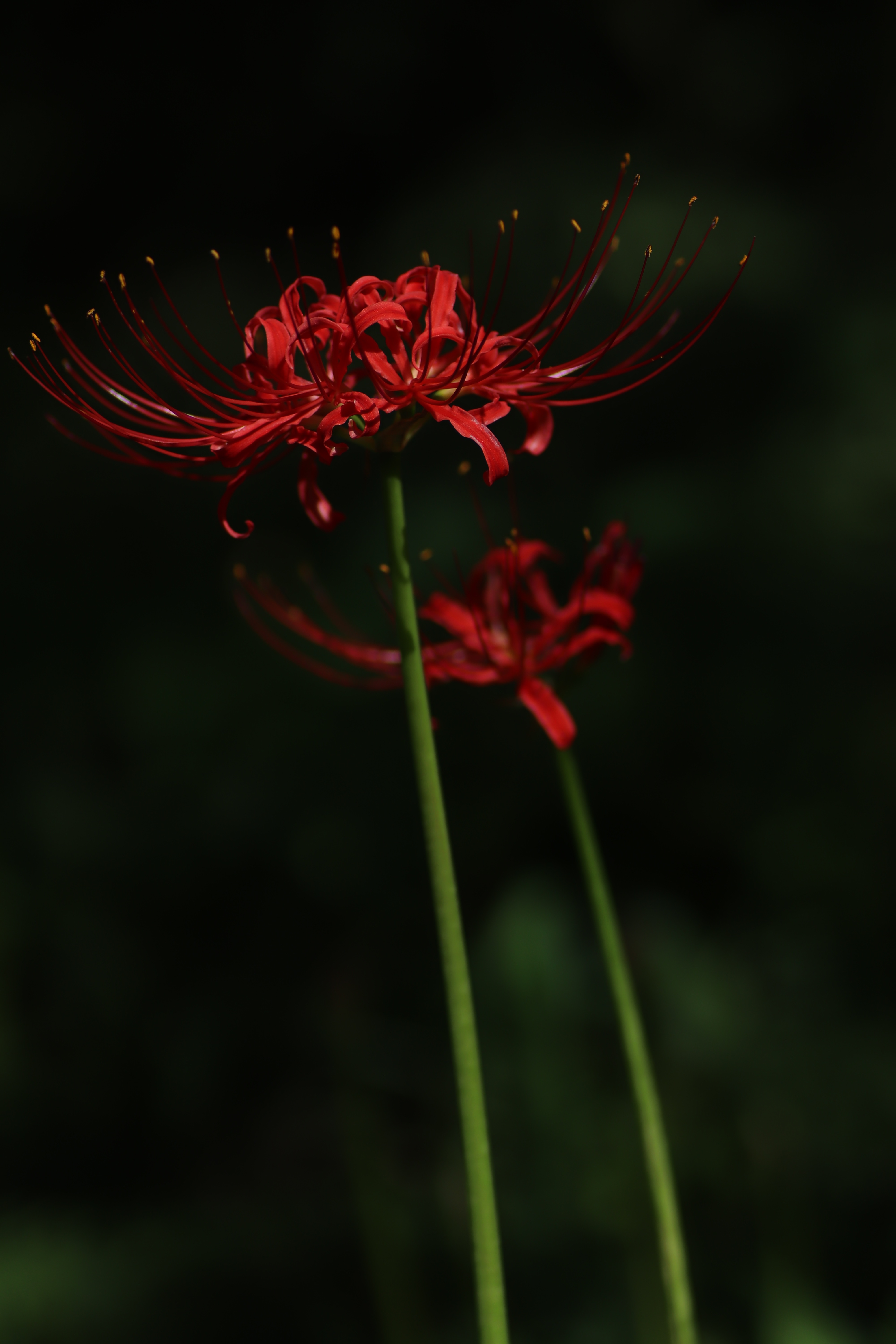 f:id:kimcure:20190930161241j:image
