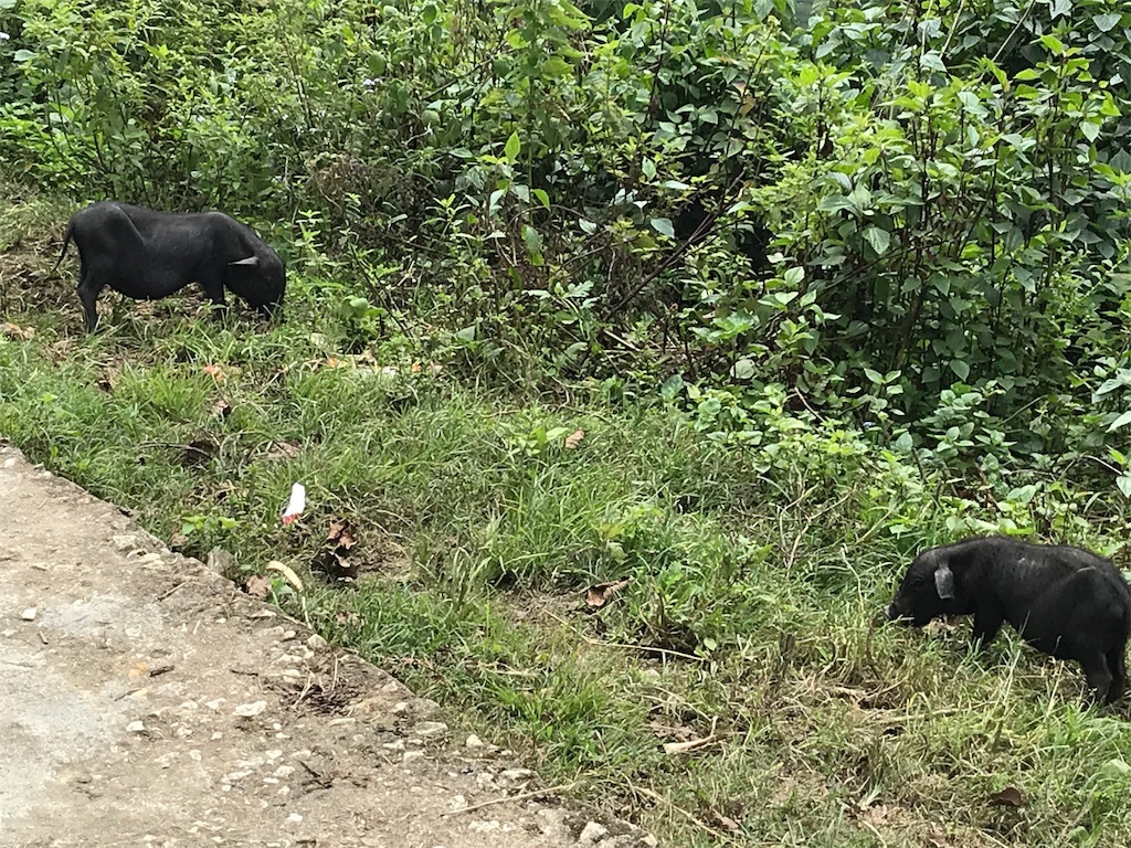 f:id:kimidoriwauwa:20181027202335j:image