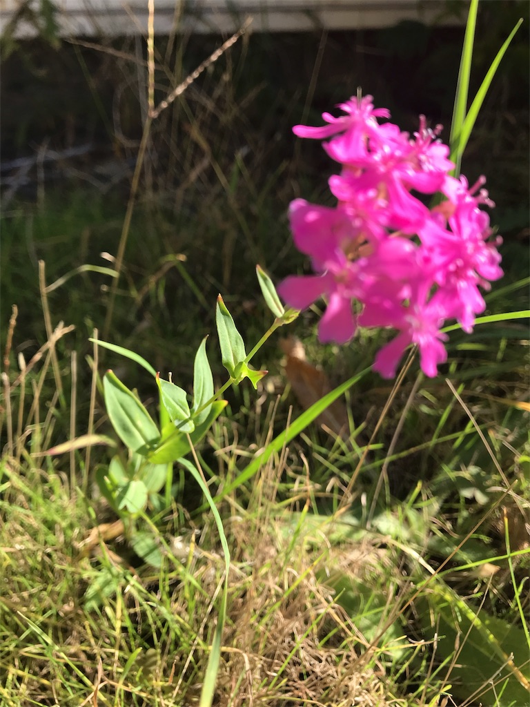 最高のコレクション ベルガモ 花言葉 ガンダム 壁紙