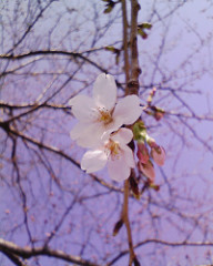 保育園の桜