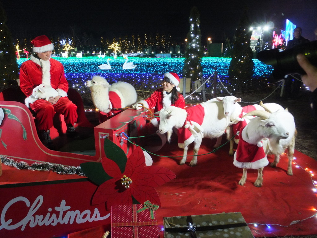 動物たちとクリスマス 東武動物公園クリスマス イベント Kimilab Journal