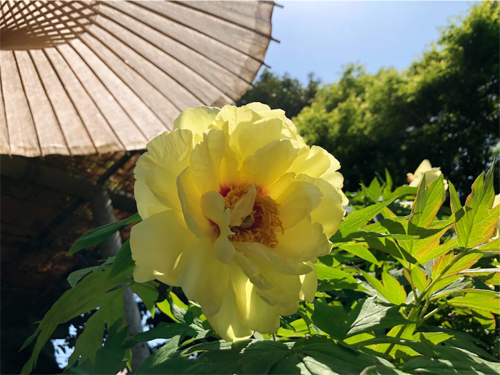 f:id:kimono-miko:20180428073040j:image