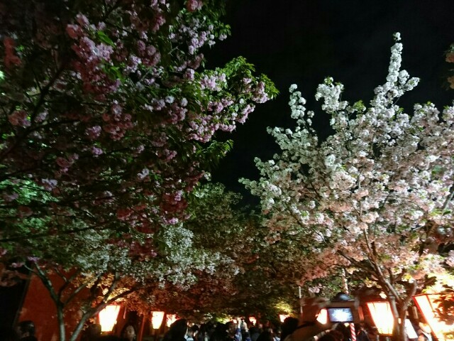 f:id:kimonohajimekaeru:20180413224451j:image f:id:kimonohajimekaeru:20180413224451j:image