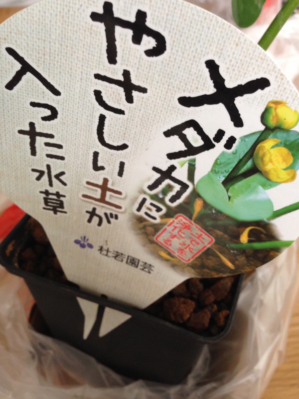 f:id:kimparatoru:20150607220217j:image
