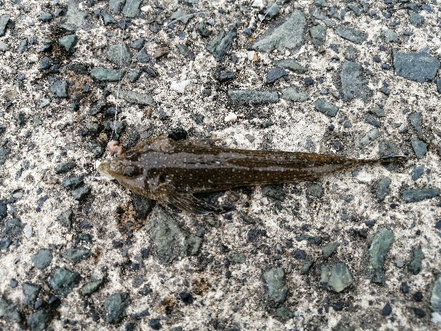 f:id:kimura-hiroki:20220619084154j:image