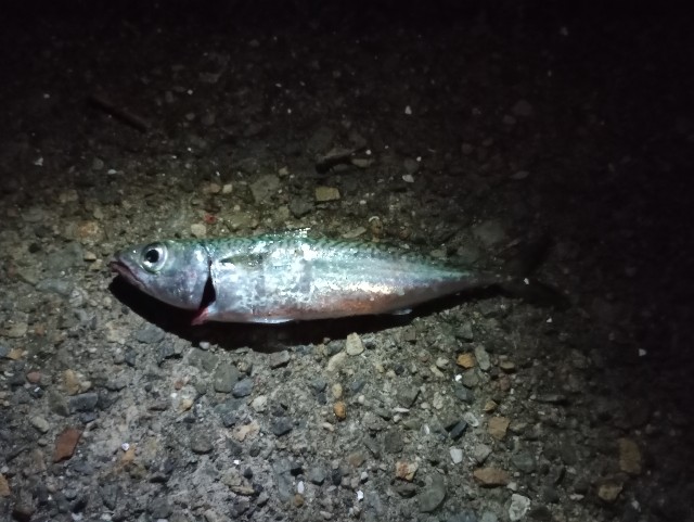 f:id:kimura-hiroki:20221124025524j:image