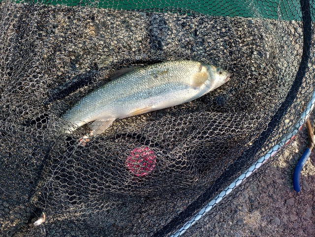 f:id:kimura-hiroki:20230618194419j:image f:id:kimura-hiroki:20230618194419j:image