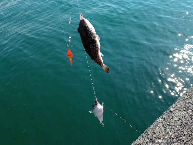 f:id:kimura-hiroki:20230618194649j:image f:id:kimura-hiroki:20230618194649j:image