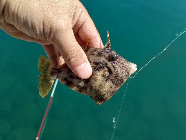 f:id:kimura-hiroki:20231103183842j:image