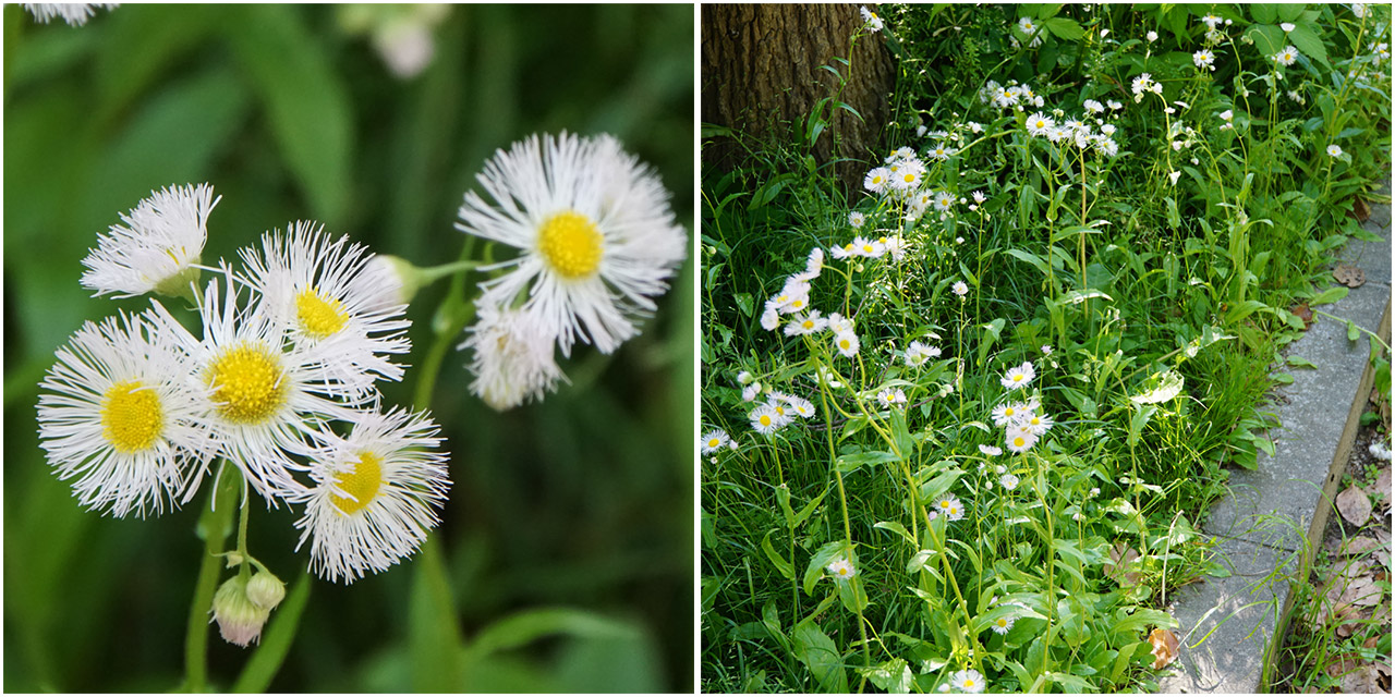 大阪で見られる雑草の花を探そう～靱公園・堀江公園 - みかんの楽しい