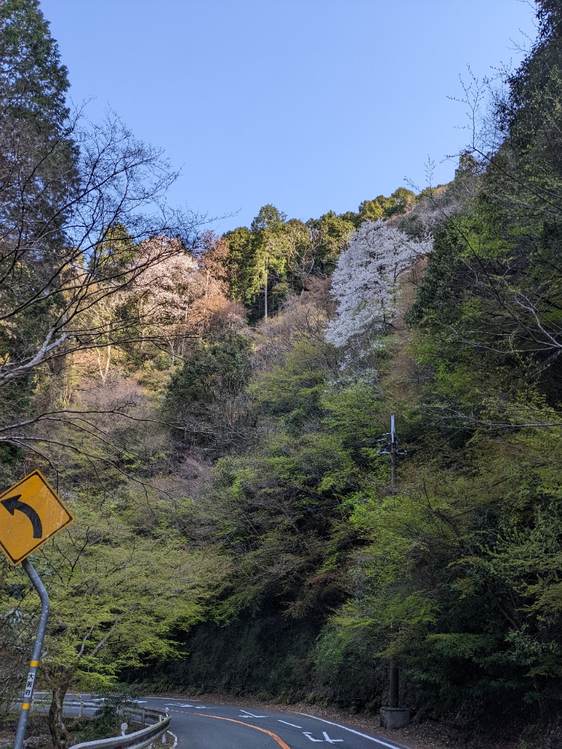 f:id:kinaco7272:20220409105416j:plain