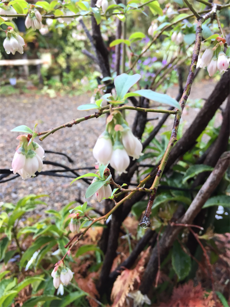 f:id:kinako-shifuku:20170407194009p:image f:id:kinako-shifuku:20170407194009p:image