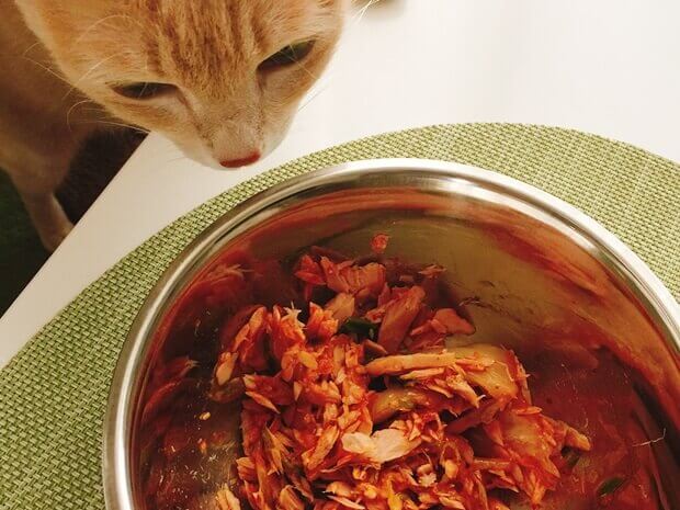 ツナキムチ納豆と猫の画像
