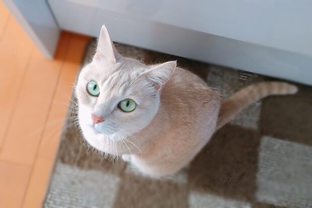 フライパンりんごケーキ完成を待つ猫の画像